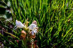 Satyrium sphaerocarpum
