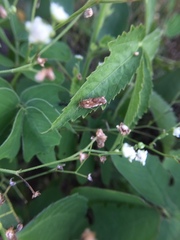 Lepidoptera