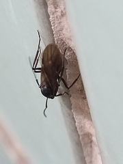 Polyrhachis