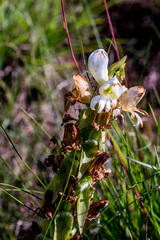 Satyrium sphaerocarpum