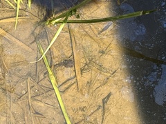 Lithobates clamitans