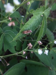 Lepidoptera