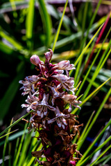 Satyrium sphaerocarpum