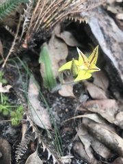 Caladenia flava