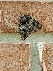 Catocala ilia