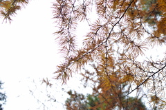 Pseudolarix amabilis