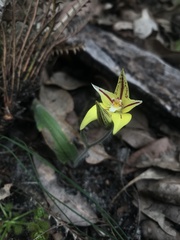 Caladenia flava