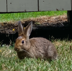 Leporidae
