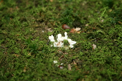 Sebacina schweinitzii