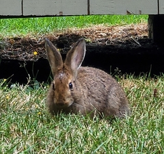 Leporidae