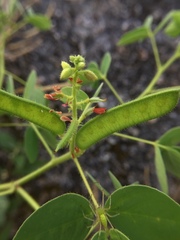 Araneae