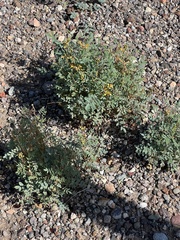 Hoffmannseggia glauca