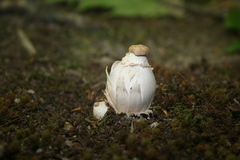 Laccaria ochropurpurea