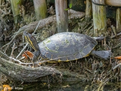 Trachemys venusta iversoni