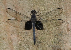 Tyriobapta torrida
