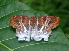 Odontoptilum pygela