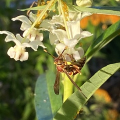 Polistes exclamans