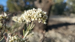 Eriogonum microtheca