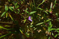 Polygonum criopolitanum