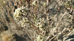 Eriogonum microtheca