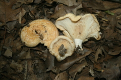 Lactarius psammicola