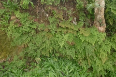 Adiantum tenerum