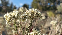 Eriogonum microtheca