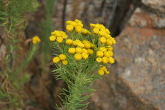 Phymaspermum