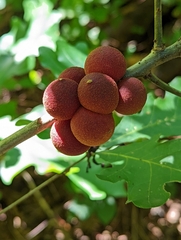 Disholcaspis globosa