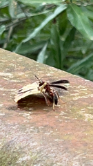 Polistes metricus