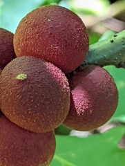 Disholcaspis globosa