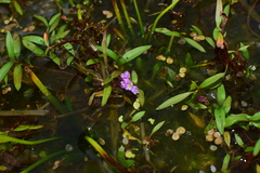 Polygonum criopolitanum