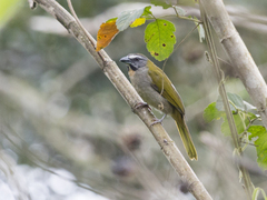 Saltator maximus