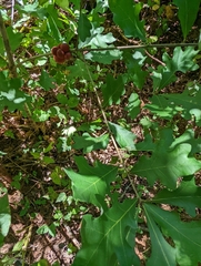 Disholcaspis globosa