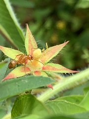 Formica pallidefulva
