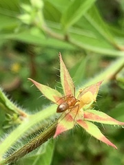 Formica pallidefulva