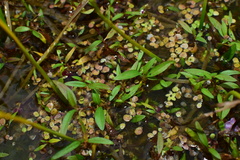 Polygonum criopolitanum