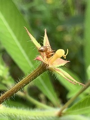 Formica pallidefulva