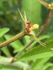Formica pallidefulva