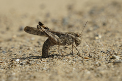 Oedaleus infernalis