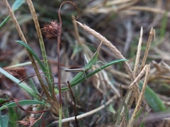 Orthoptera