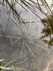 Isoetes echinospora