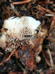 Hydnellum aurantiacum
