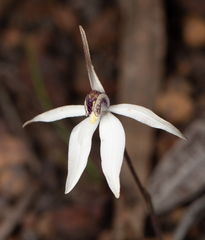 Caladenia saccharata