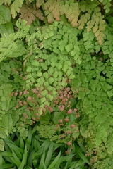 Adiantum tenerum