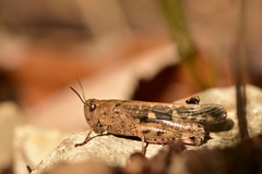 Aiolopus strepens