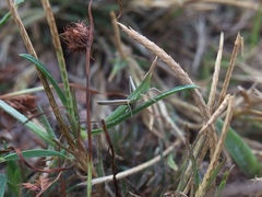 Orthoptera