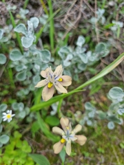 Moraea vegeta