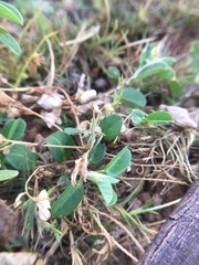 Orthoptera