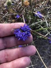 Gilia capitata chamissonis